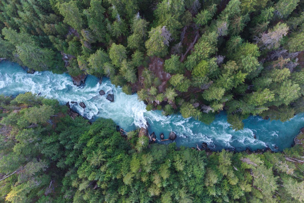 a drone photo from the sky of a winding river in a thick forest